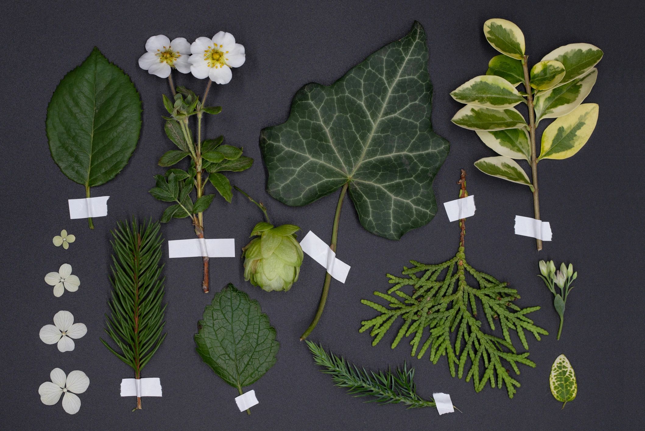 Herbal reference books and guides