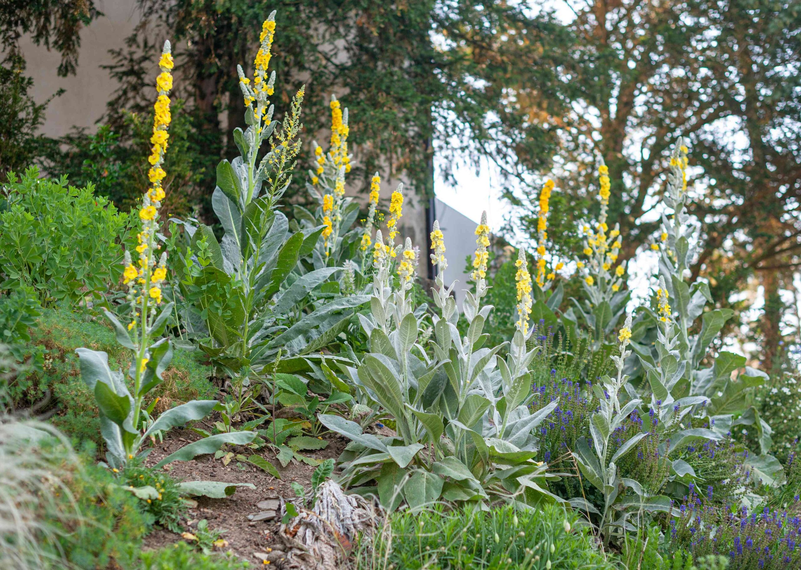 mullein plant